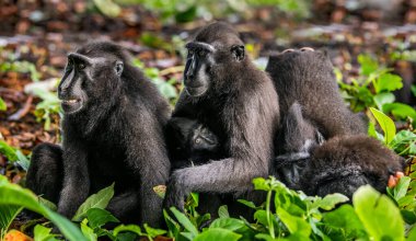 Macaques Ailesi. Şöhretler makaklar ve yavrularını tepeledi. İbikli siyah makak, Sulawesi armalı makak, sulawesi makağı ya da siyah maymun. Doğal yaşam alanı. Sulawesi. Endonezya.