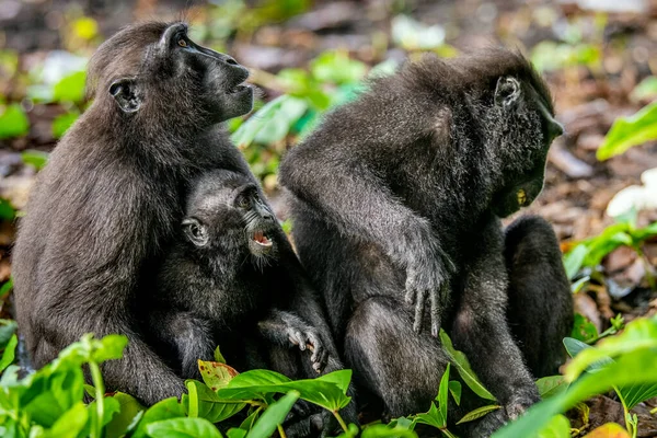 Celebek Makákókat Kölyköket Ettek Crested Black Macaque Sulawesi Crested Macaque — Stock Fotó