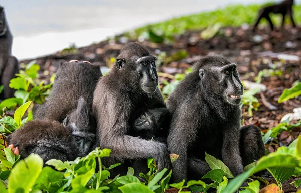 Familie Macaques Celebes Kuifmakaken Welpen Kuifzwarte Makaak Sulawesi Kuifmakaak Sulawesi — Stockfoto