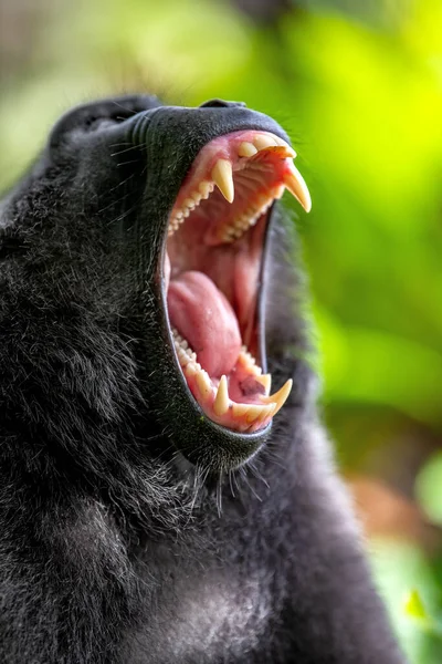 Macaque Opened Mouth Celebes Crested Macaque Also Known Crested Black — Stock Photo, Image