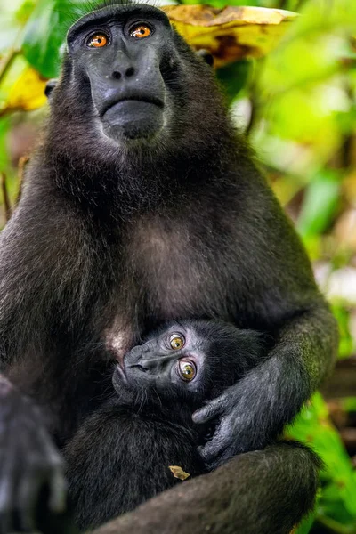 Celebek Makákót Kölyköt Ettek Crested Black Macaque Sulawesi Crested Macaque — Stock Fotó
