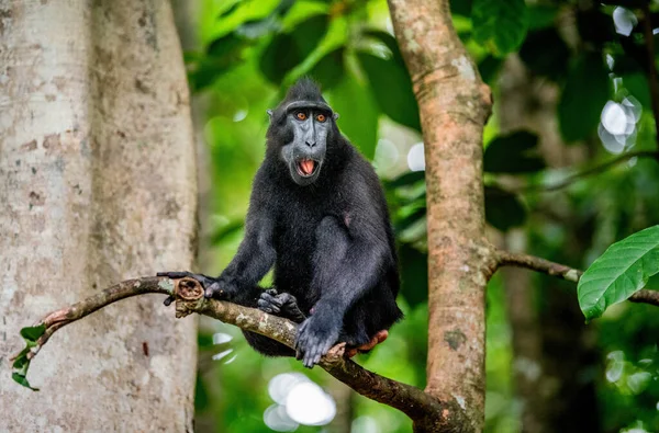 Celebes Kuifmakaak Boom Kuifzwarte Makaak Sulawesi Kuifmakaak Sulawesi Makaak Zwarte — Stockfoto