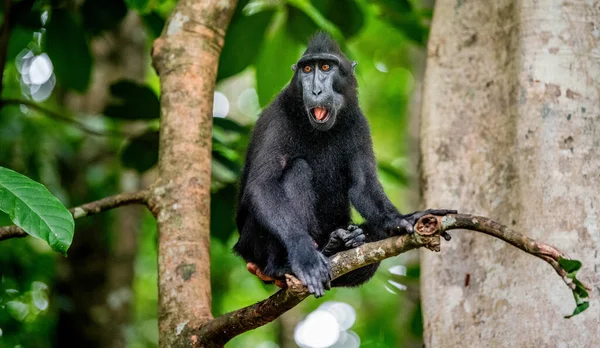 塞勒斯人在树上吃通心粉 黑猕猴 苏拉威西猕猴 苏拉威西猕猴或黑猿 自然栖息地苏拉威西岛印度尼西亚 — 图库照片