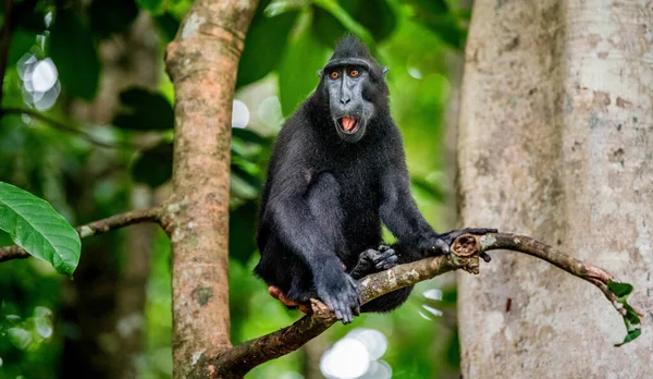 Celebes Kuifmakaak Boom Kuifzwarte Makaak Sulawesi Kuifmakaak Sulawesi Makaak Zwarte — Stockfoto