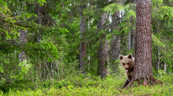 熊の子は木の後ろに隠れ 舌を見せる 夏の森の中の茶色いクマのカブ 自然生息地 Ursus Arctos — ストック写真