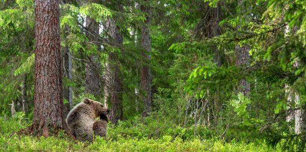 Filhote Urso Marrom Floresta Verão Fica Sob Pinheiro Habitat Natural — Fotografia de Stock