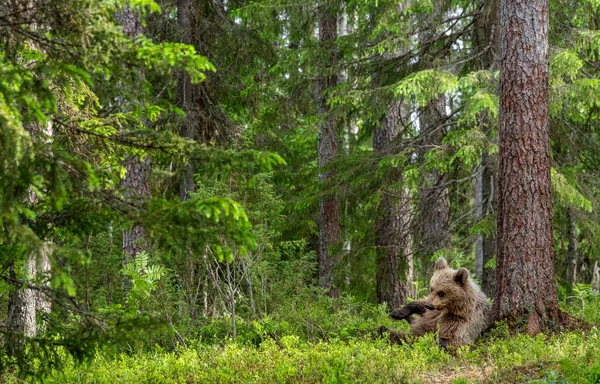 Cucciolo Orso Bruno Nella Foresta Estiva Trova Sotto Pino Habitat — Foto Stock