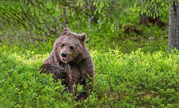 Αρκούδα Φαγουρίζει Κουτάβι Της Καφέ Αρκούδας Στο Καλοκαιρινό Δάσος Μπροστά — Φωτογραφία Αρχείου