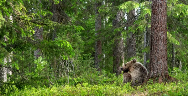 夏の森の中のヒグマの子熊は松の木の下に座っています 自然生息地 Ursus Arctos — ストック写真