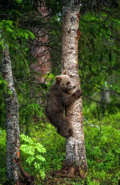 夏天的森林里 棕熊幼崽爬到树上 Ursus Arctos 自然生境 — 图库照片