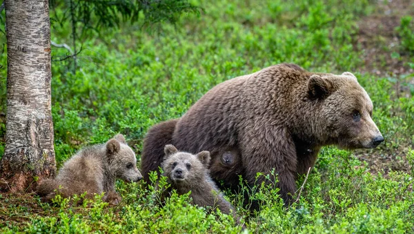 Medve Medve Kölykök Nyári Fenyőerdőben Nyári Szezon Természetes Élőhely Barnamedve — Stock Fotó