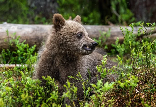 Медвежонок Летнем Лесу Вид Спереди Научное Название Ursus Arctos Естественная — стоковое фото