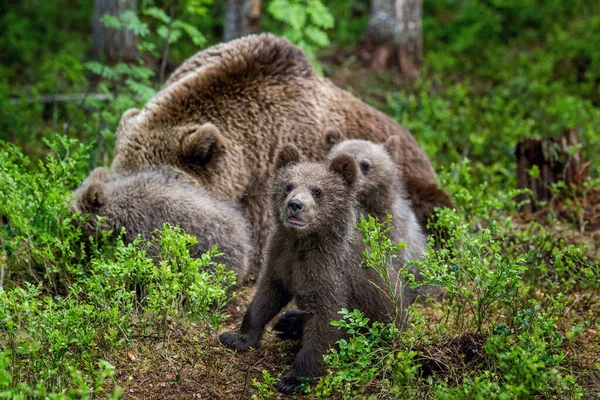 Niedźwiedzie Niedźwiedzie Letnim Lesie Sosnowym Sezon Letni Naturalne Siedlisko Niedźwiedź — Zdjęcie stockowe