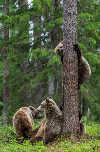 Dia Beruang Dan Beruang Anaknya Hutan Pinus Musim Panas Bayi — Stok Foto