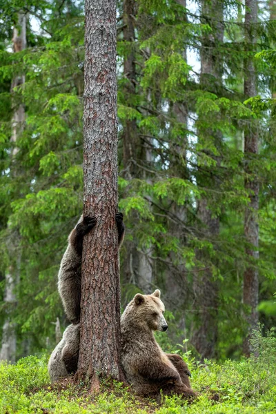 Медведица Медведица Летнем Сосновом Лесу Медвежонок Карабкается Дерево Летнем Лесу — стоковое фото