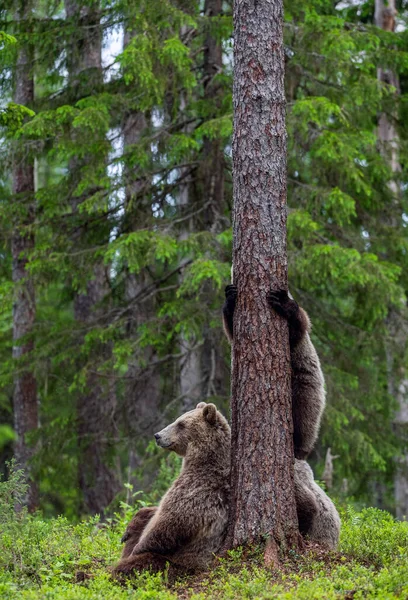 Ursa Filhotes Urso Floresta Pinheiros Verão Filhote Urso Marrom Subindo — Fotografia de Stock