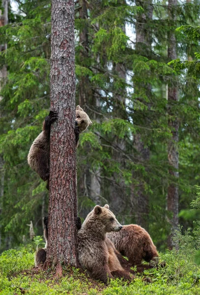 夏の松林の中でクマやクマの赤ちゃん 夏の森ではクマが木に登ってくる Ursus Arctos 自然生息地 — ストック写真
