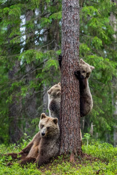她和熊宝宝在夏天的松树林中 夏天的森林里 棕熊幼崽爬到树上 Ursus Arctos 自然生境 — 图库照片