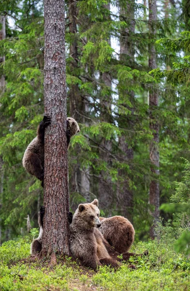她和熊宝宝在夏天的松树林中 夏天的森林里 棕熊幼崽爬到树上 Ursus Arctos 自然生境 — 图库照片
