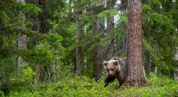Коричневий Ведмедик Літньому Лісі Вид Спереду Наукова Назва Sus Arctos — стокове фото