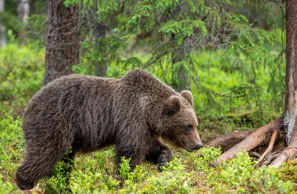 Urso Castanho Floresta Verão Nome Científico Ursus Arctos Habitat Natural — Fotografia de Stock