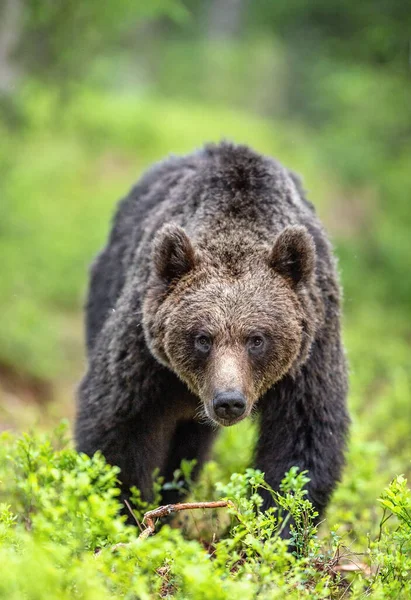 Urso Castanho Caminhando Floresta Verão Vista Frontal Nome Científico Ursus — Fotografia de Stock