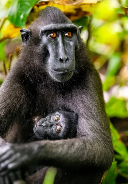 Celebesovi Vystupovali Jako Macaque Mládě Hřebenatky Černé Makak Sulawesi Hřeben Royalty Free Stock Fotografie