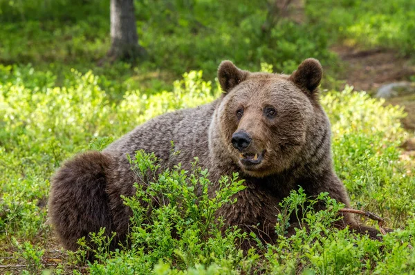 Urso Castanho Floresta Verão Vista Frontal Nome Científico Ursus Arctos Imagens Royalty-Free