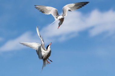 Uçuşlarda ortak Ternler (Sterna hirundo) etkileşim halindedir. Mavi gökyüzü arka planında uçan yetişkin kırlangıçlar