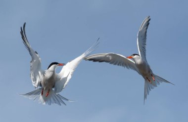 Uçuşlarda ortak Ternler (Sterna hirundo) etkileşim halindedir. Mavi gökyüzü arka planında uçan yetişkin kırlangıçlar