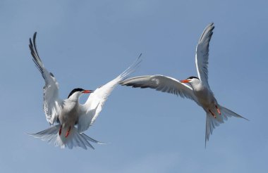 Uçuşlarda ortak Ternler (Sterna hirundo) etkileşim halindedir. Mavi gökyüzü arka planında uçan yetişkin kırlangıçlar