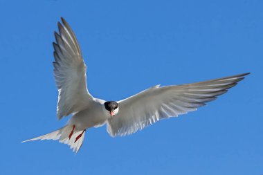 Mavi gökyüzü arka planında uçmakta olan yetişkin bir deniz feneri. Yaklaş, ön manzara. Bilimsel adı: Sterna hirundo