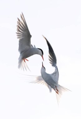 Uçuşta hesaplaşma. Uçuşta ortak Terns etkileşimi. Günbatımında uçuşan yetişkin kırlangıçlar beyaz arka planda izole edilmiş. Bilimsel adı: Sterna hirundo.