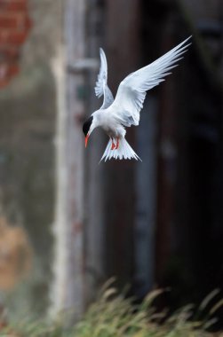 Koyu arkaplanda yetişkin deniz feneri uçuyor. Bilimsel adı: Sterna hirundo