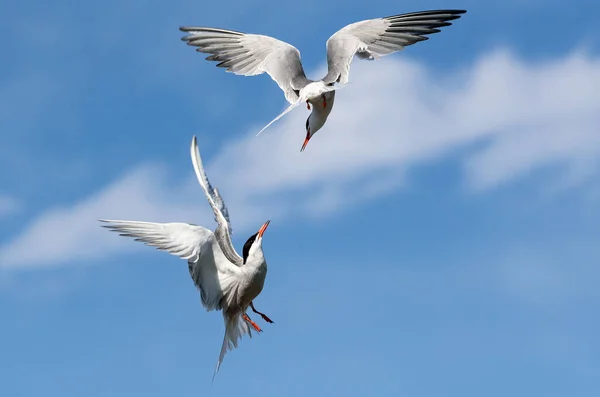 Common Terns Sterna Hirundo Som Interagerar Flygning Vuxen Gemensamma Tärnor — Stockfoto