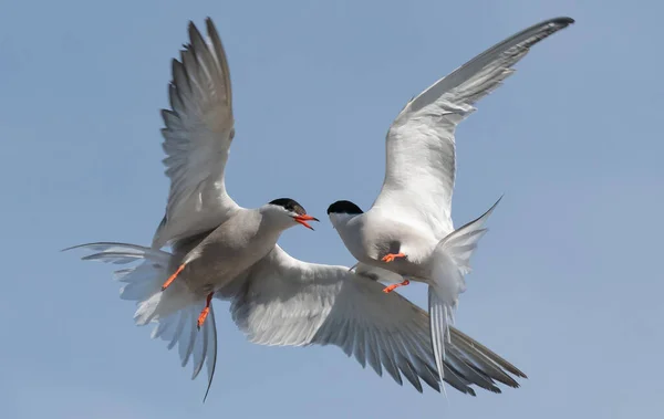 Common Terns Sterna Hirundo Som Interagerar Flygning Vuxen Gemensamma Tärnor — Stockfoto