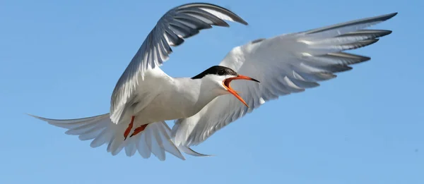 Adult Κοινό Tern Ανοιχτό Ράμφος Κατά Την Πτήση Στο Μπλε — Φωτογραφία Αρχείου