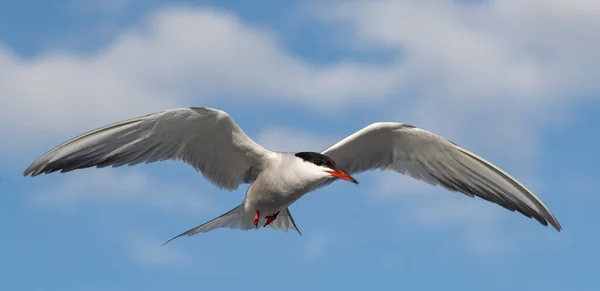 Vuxen Gemensam Tern Flygning Den Blå Himlen Bakgrund Närbild Framifrån — Stockfoto