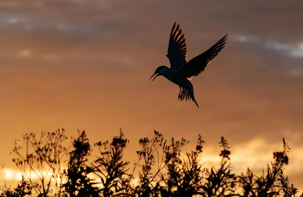 Silueta Charrán Común Volador Flying Common Tern Sunset Sky Background — Foto de Stock