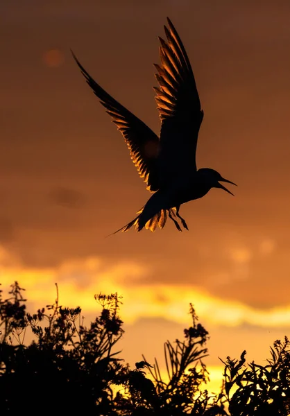 Silueta Charrán Común Volador Flying Common Tern Sunset Sky Background —  Fotos de Stock