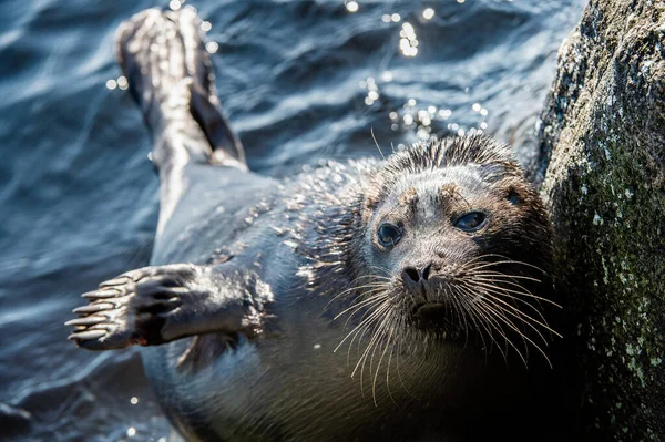 Foca Anillada Ladoga Retrato Vista Frontal Cerca Nombre Científico Pusa — Foto de Stock