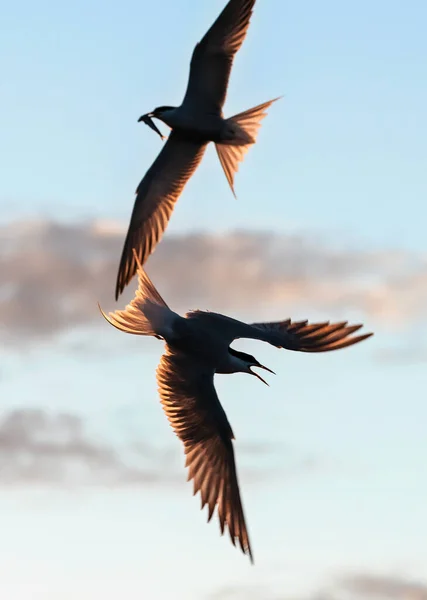 Siluety Létajících Obyčejných Rybářů Rybou Zobáku Létající Rybník Pozadí Zapadajícího — Stock fotografie