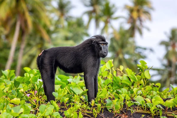 Die Celebes Haubenmakaken Haubenmakaken Sulawesi Haubenmakaken Berühmtheiten Makaken Oder Der — Stockfoto