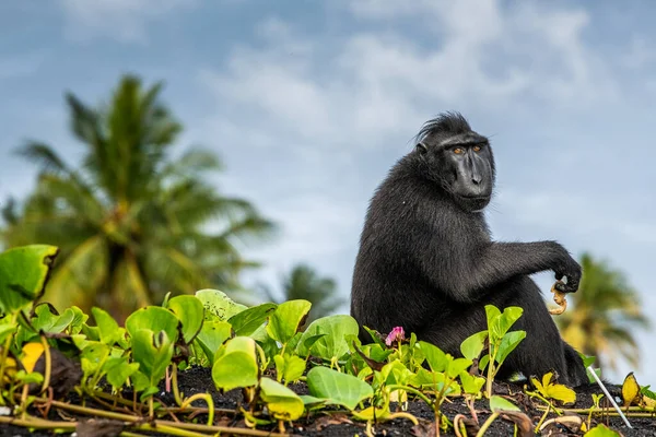 Celebek Makákót Ettek Crested Black Macaque Sulawesi Crested Macaque Celebes — Stock Fotó