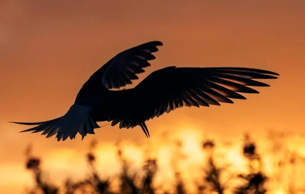 Silueta Létajícího Obyčejného Rybníka Létající Rybník Pozadí Zapadajícího Slunce Zadní — Stock fotografie