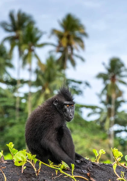 Celebek Makákót Ettek Crested Black Macaque Sulawesi Crested Macaque Celebes — Stock Fotó