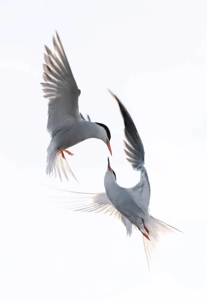 Showdown Flyget Common Terns Interagerar Flygning Vuxna Gemensamma Tärnor Flykt — Stockfoto