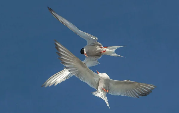 在天空中垂头丧气普通的燕鸥在飞行中相互作用 成年常见的燕鸥在蓝天的背景下飞行 科学名称 Sterna Hirundo — 图库照片