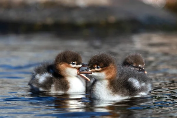 Merganserkuikens Met Rode Borsten Die Het Water Zwemmen Roodborstmerganser Mergus — Stockfoto