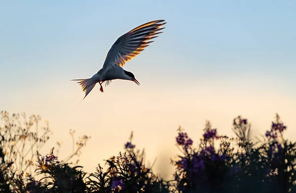 Silhuett Flygende Vanlig Terne Flyr Vanlig Terne Solnedgangens Himmelbakgrunn Solskinn – stockfoto